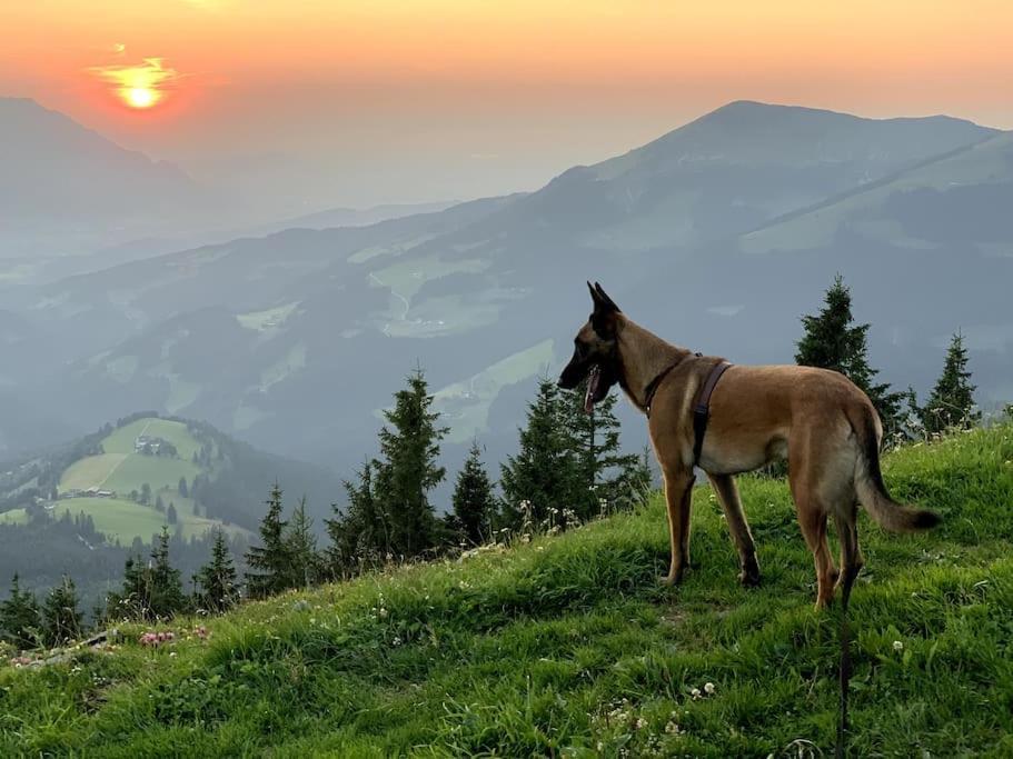 Urlaub Mit Hund Im Salzburger Land Lägenhet Wegscheid Exteriör bild
