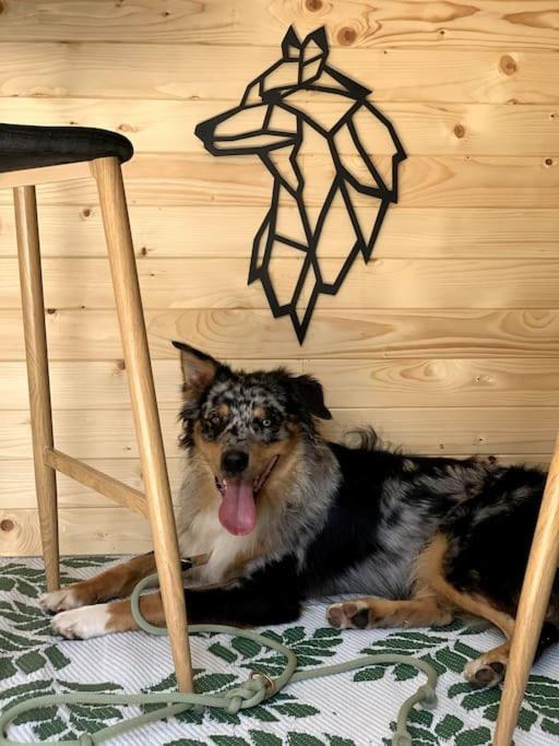 Urlaub Mit Hund Im Salzburger Land Lägenhet Wegscheid Exteriör bild